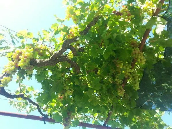 Pavlinovic Jure Apartamento Makarska