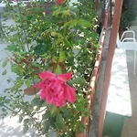 Apartman Pavlinovic Jure *