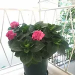 Pavlinovic Jure Apartman