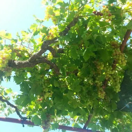 Pavlinovic Jure Daire Makarska